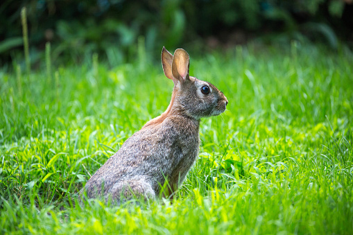 Cantam Rabbit Canada Eastern Cottontail Rabbit Stock Photo - Download Image Now ...