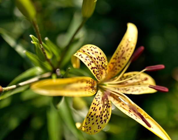 istock blooms yellow tiger Lily with dew drops on the petals 1009299362
