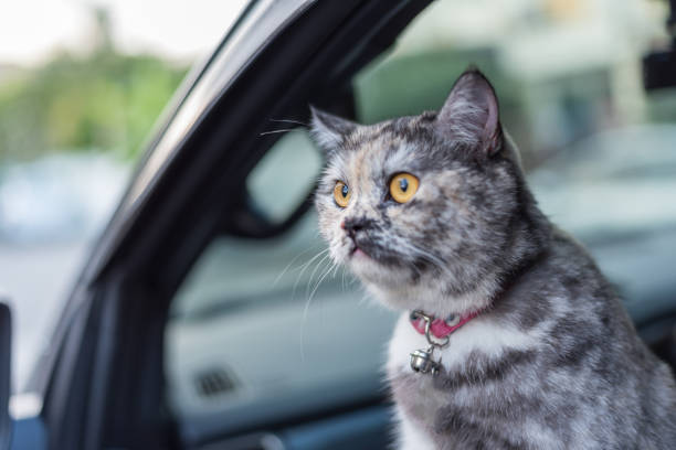 istock Cat so cute sitting inside a car wait for travel 1009302122