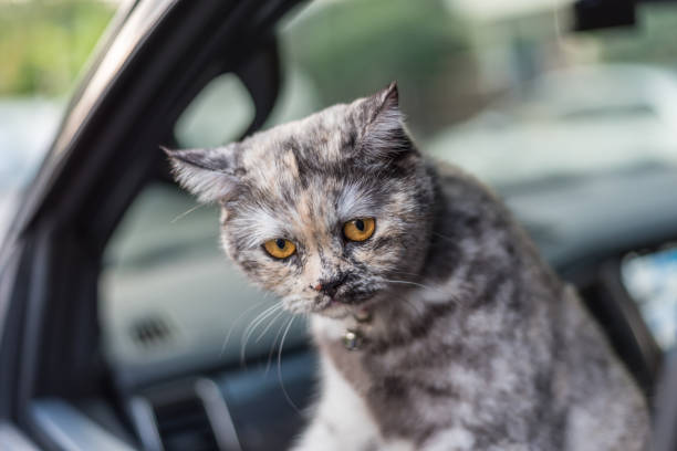 istock Cat so cute sitting inside a car wait for travel 1009302132