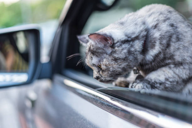 istock Cat so cute sitting inside a car wait for travel 1009302138