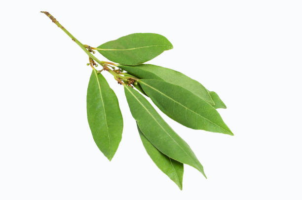 istock Raw green Laurel leaves 1009308966