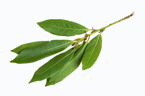 istock Raw green Laurel leaves 1009308978