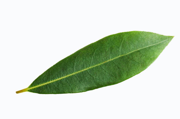 istock Raw green Laurel leaves 1009309096