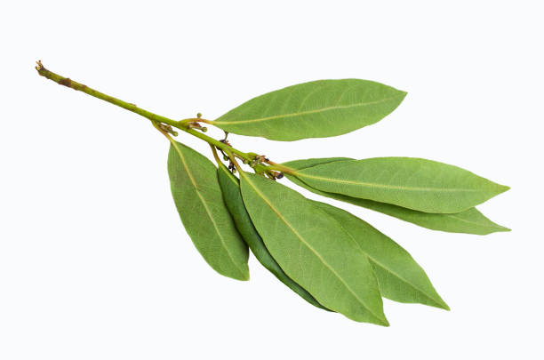 istock Raw green Laurel leaves 1009309118