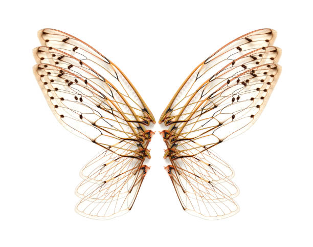 istock wings of Insect cicada on white bacground 1009322222
