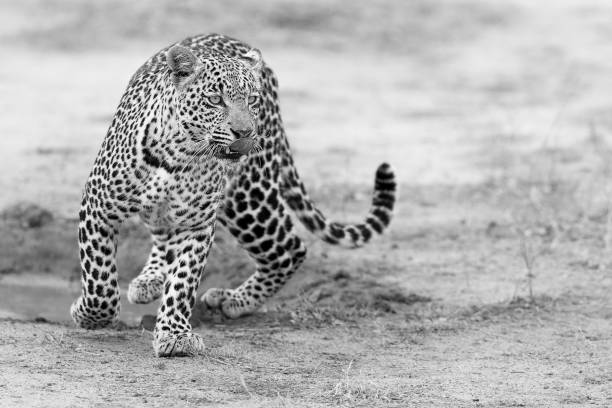 istock Lone leopard walking and hunting in nature during daytime artistic conversion 1009322408