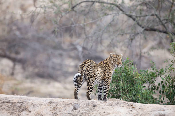 istock Lone leopard walking and hunting in nature during daytime 1009322422