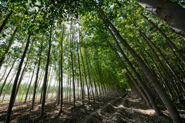 istock Poplar Forest in Fuente Vaqueros, Granada, Andalusia, Spain 1009327258