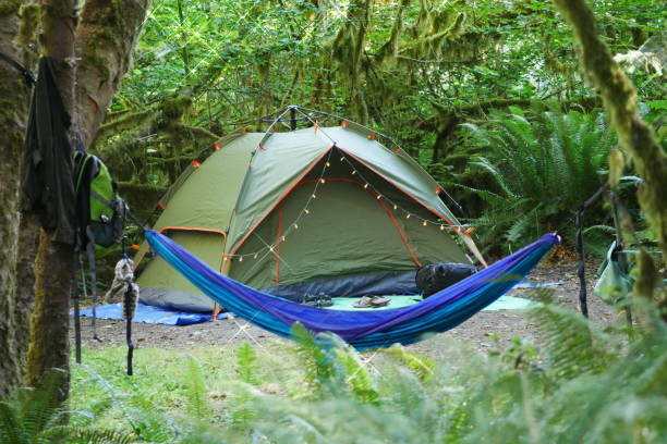 Hoh rainforest is one of the the most quiet place in the whole country. The campground is open for the public first come first serve. Just FYI if you are coming late at night and there is no Campground available you also can camp at the picnic area. Along the sidewalk for hiking trail you can see all the trees that are pretty beautiful with a moss hanging down, you also can see the moose and hear the sound of the bird, sound of the waterfall it's just make you feel very relaxing.