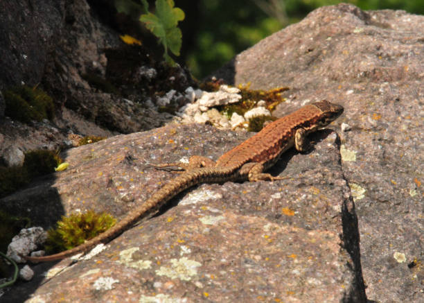 istock lizard in the mountains of italy 1009330534
