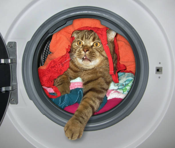 istock Cat is in the washing machine 1009336040