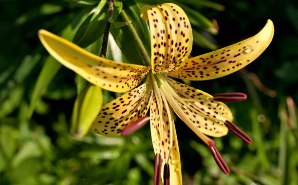 istock blooms yellow tiger Lily with dew drops on the petals 1009340022