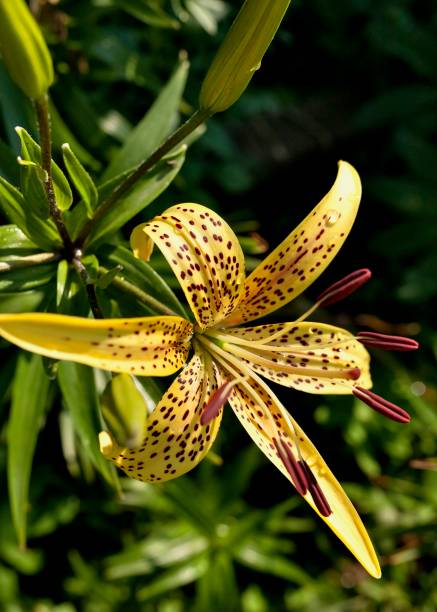 istock blooms yellow tiger Lily with dew drops on the petals 1009342188