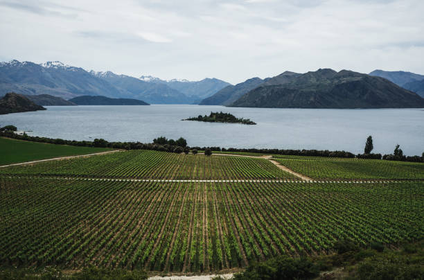 istock Vineyard, New Zealand 1009342220