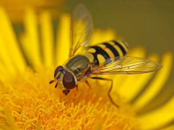 Common banded hoverfly sitting on a plant in its habitat in Denmark
