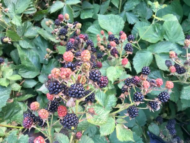 istock Berries ripen on blackberry bushes. 1009342768