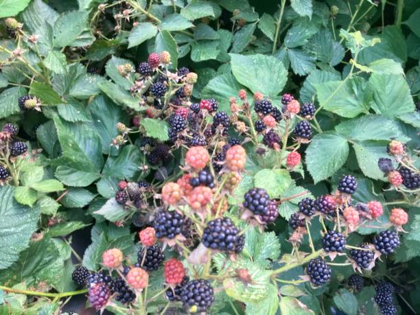 istock Berries ripen on blackberry bushes. 1009342790