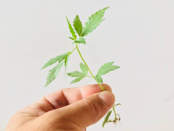 istock Cannabis plant in hand 1009342972