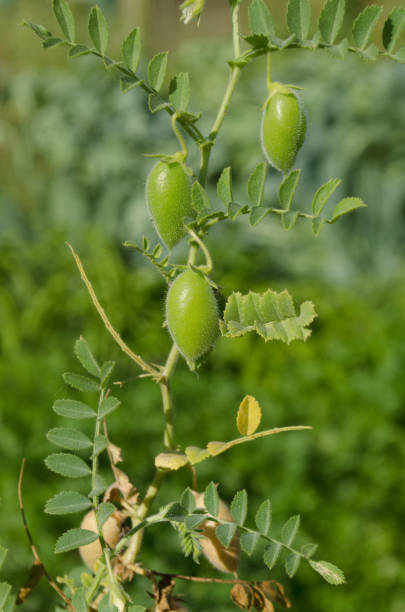 Pulse Australia - Lentil