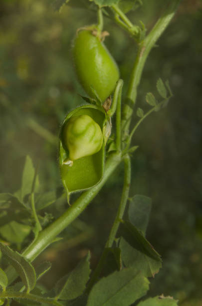 green pod  and bean chickpea are growing - green bean bean pod nobody imagens e fotografias de stock