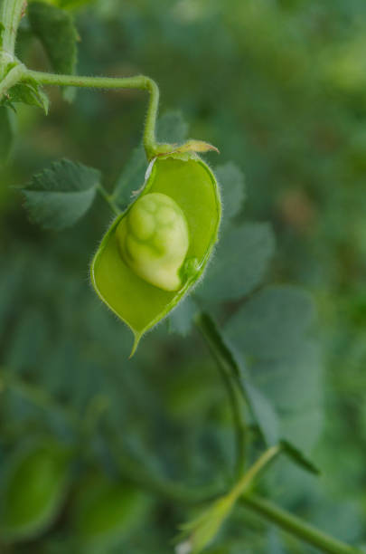 green pod  and bean chickpea are growing - green bean bean pod nobody imagens e fotografias de stock