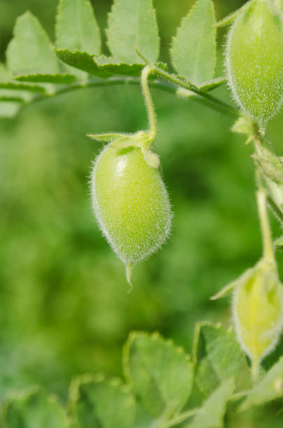 chickpea или горох цыпленка с заводом.  cicer arietinum на заводе филиала. - cicer стоковые фото и изображения