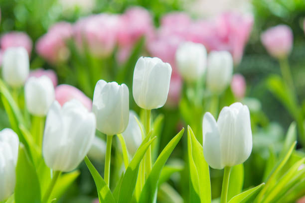 istock Beautiful colorful Tulip flower 1009350740