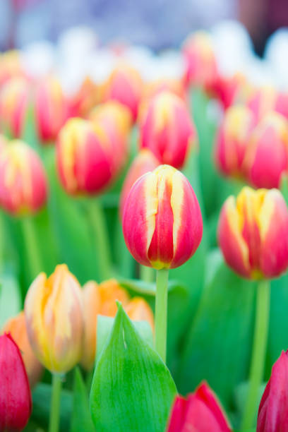 istock Beautiful colorful Tulip flower 1009350952