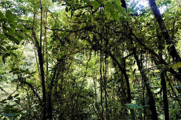 istock Mossy jungle view in Las Quebradas Biological Center 1009351302