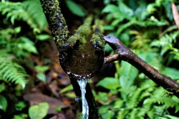 Photo of Bamboo pipe spotted in Las Quebradas