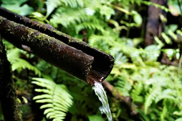Photo of Mossy bamboo pipe spotted in Las Quebradas