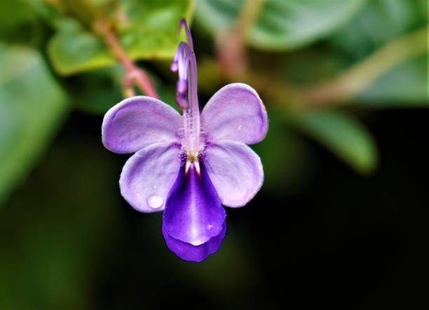 istock Glorybower blossom spotted in the Secret Gardens 1009356108