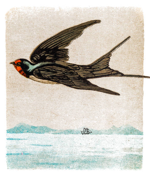 The barn swallow (Hirundo rustica) illustration of The barn swallow (Hirundo rustica) swallow bird illustrations stock illustrations