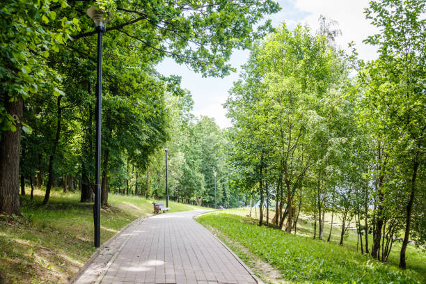 istock Trees and walkway on green grass field in the park 1009358826