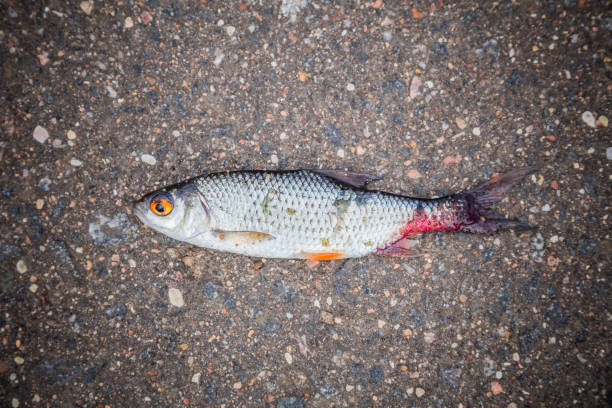 istock Rotten fish in the asphalt 1009359246