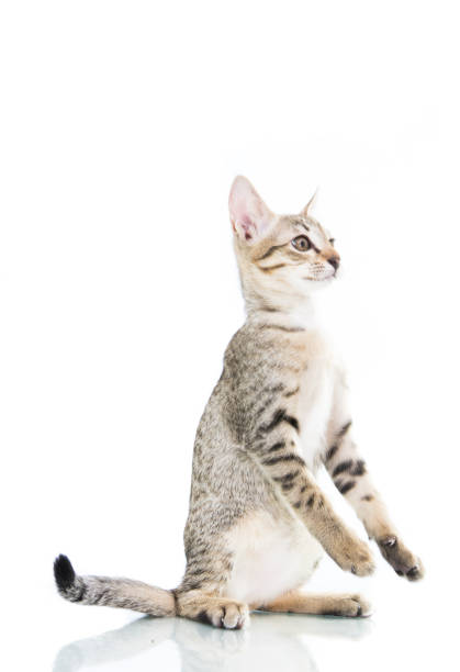 istock playful toyger kitten stand up show hand 1009359258