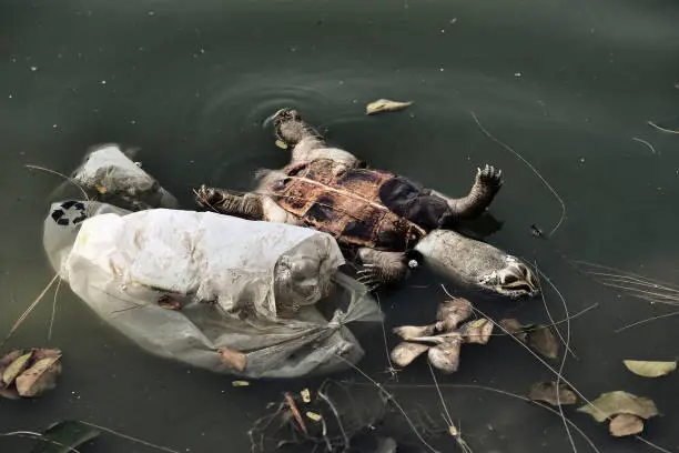 Photo of Plastic waste, Pollution problem, Dead turtle in toxic water, Contaminated environmental, Wast water.