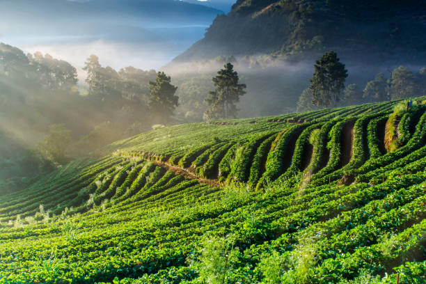 istock Misty morning sunrise in strawberry garden 1009368930