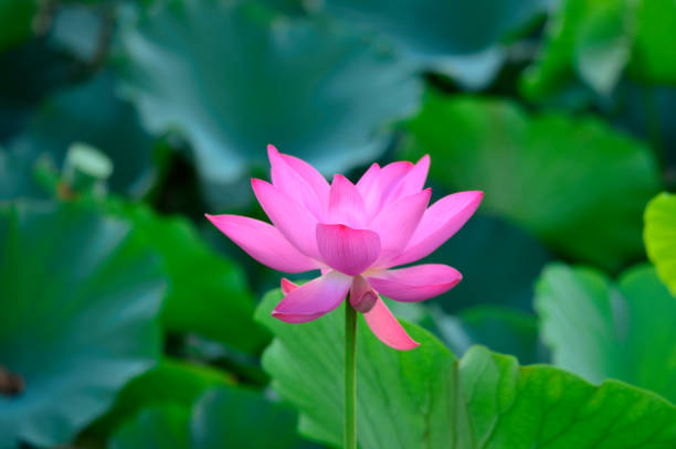 istock Blooming lotus flowers in the park 1009369856