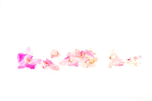 istock Dry pink orchid flowers on white background, 1009373472