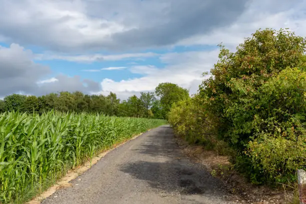 an empty dirt road in summer