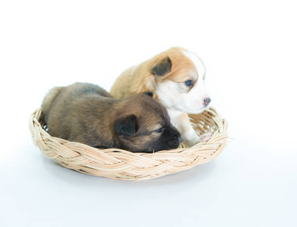 istock Puppy in a wicker basket isolated 1009376406