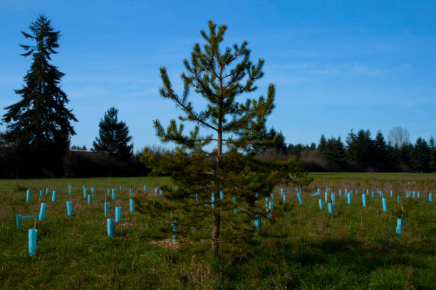 istock Pacific Northwest forest and Douglas fir trees 1009376526