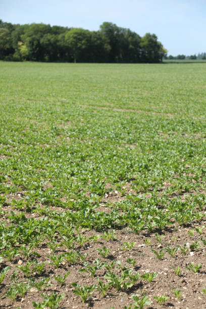 istock green plant on field 1009378824