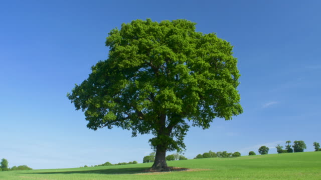 Oak Tree (Quercus robur.) in summer.