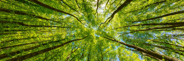 istock Looking up at the green tops of trees. 1009387050