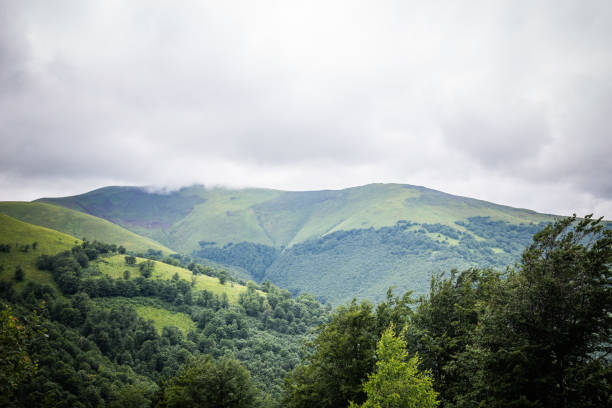 istock Carpathian forest before rainy night. Landscape with pine forests and mountains in summer. Zakarpattya, Ukraine. 1009387198
