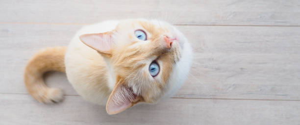istock banner for website, sweet young white cat with blue eyes plays, rests, stretches, 1009387538