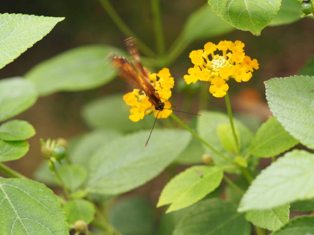 istock Butterfly on a plant 1009387602
